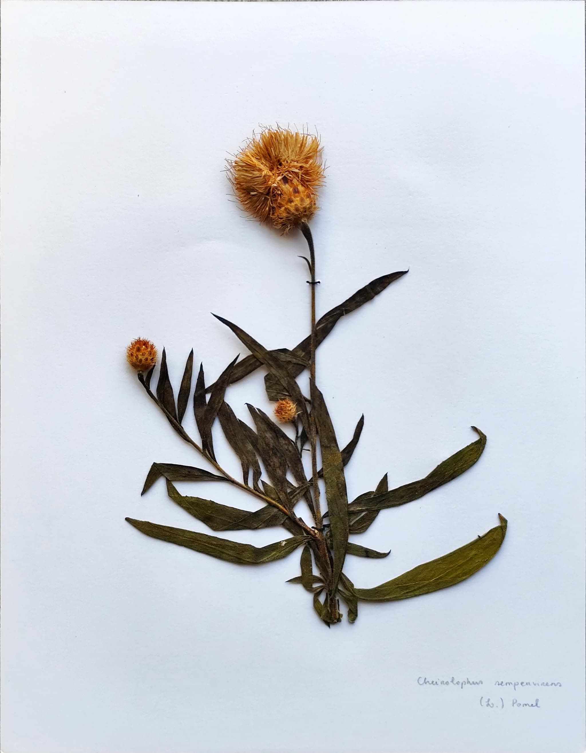 Cheirolophus sempervirens