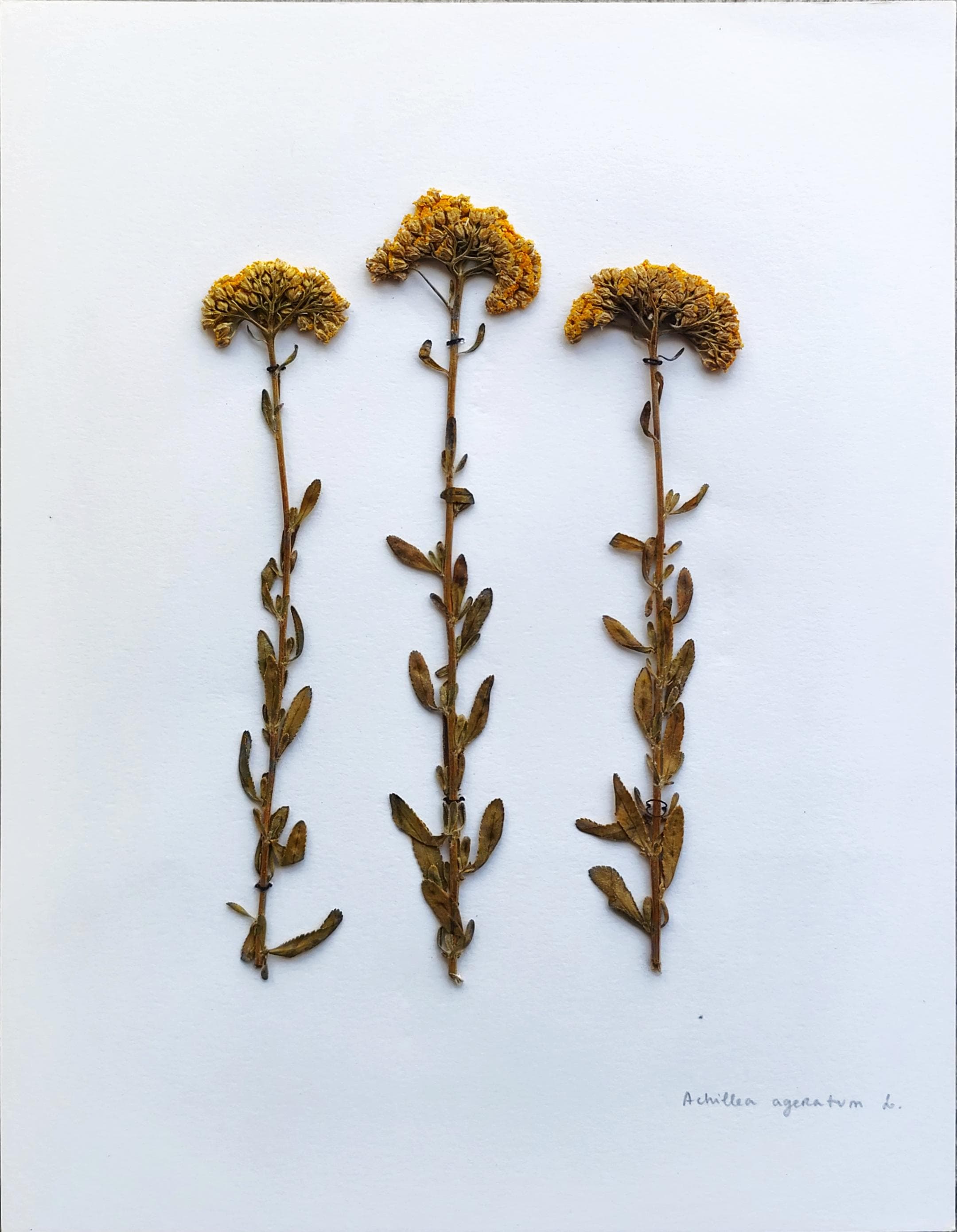 Achillea ageratum