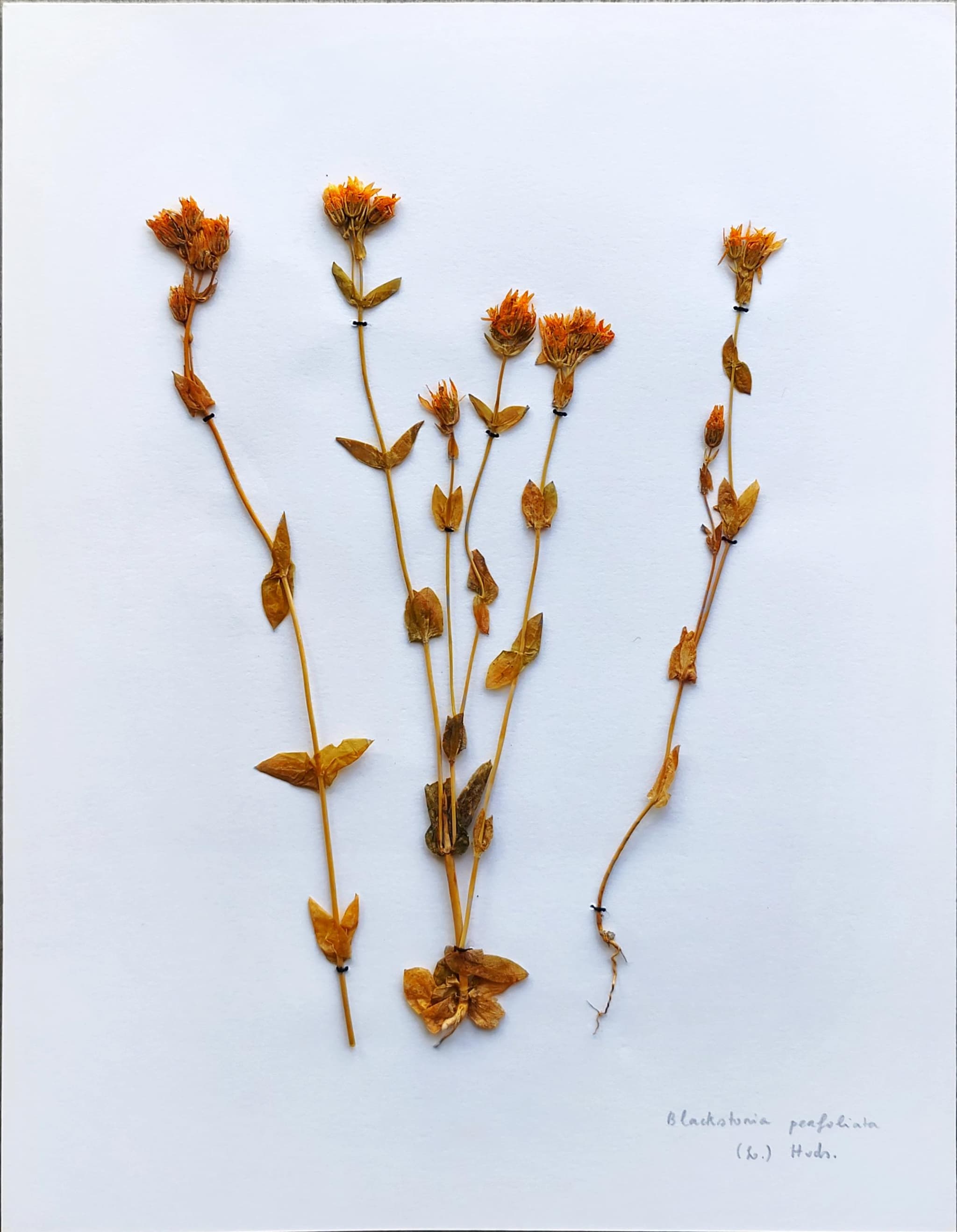 Blackstonia perfoliata