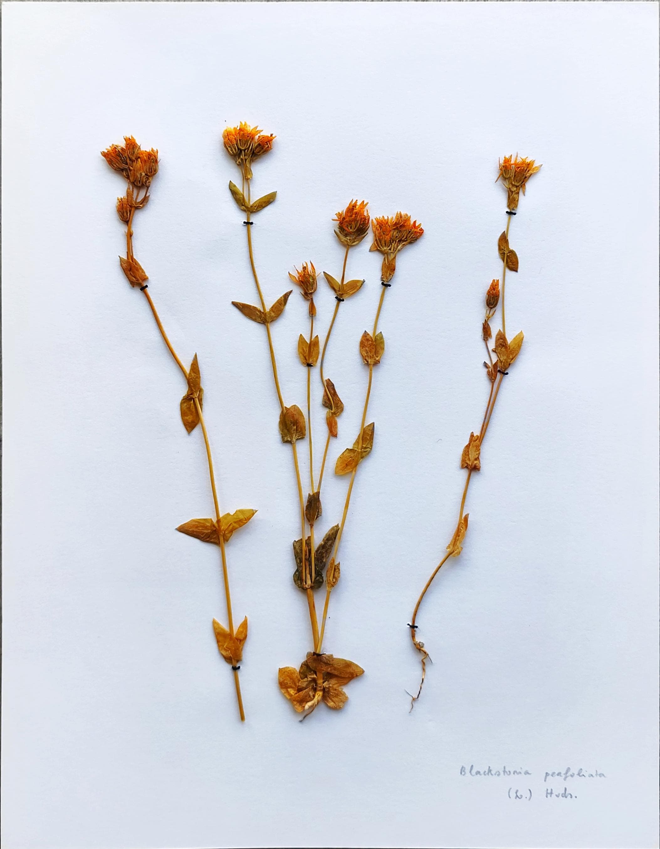 Blackstonia perfoliata