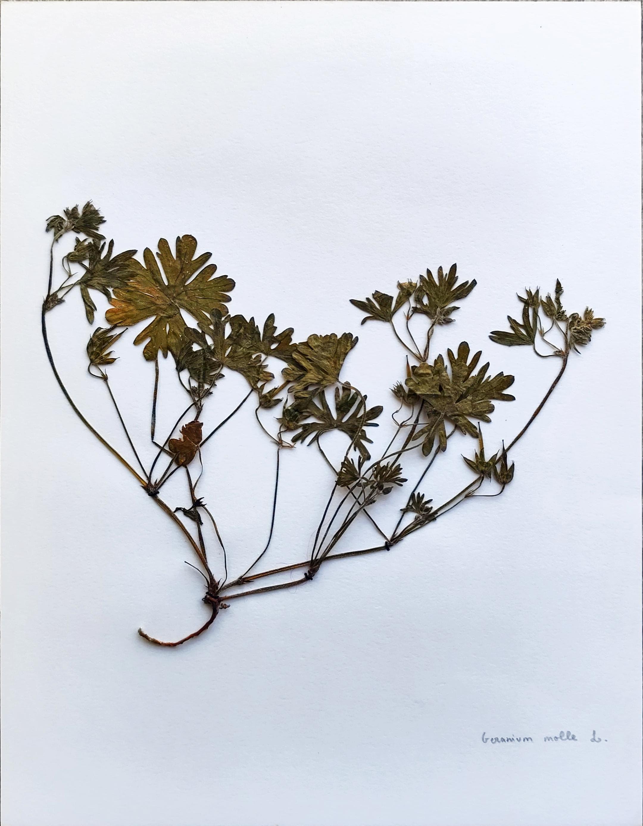 Geranium molle