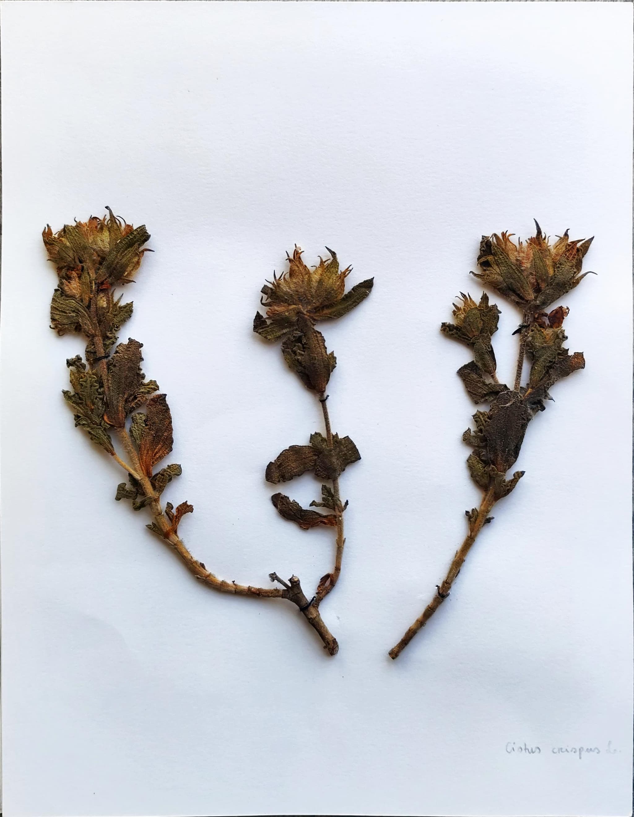 Cistus crispus