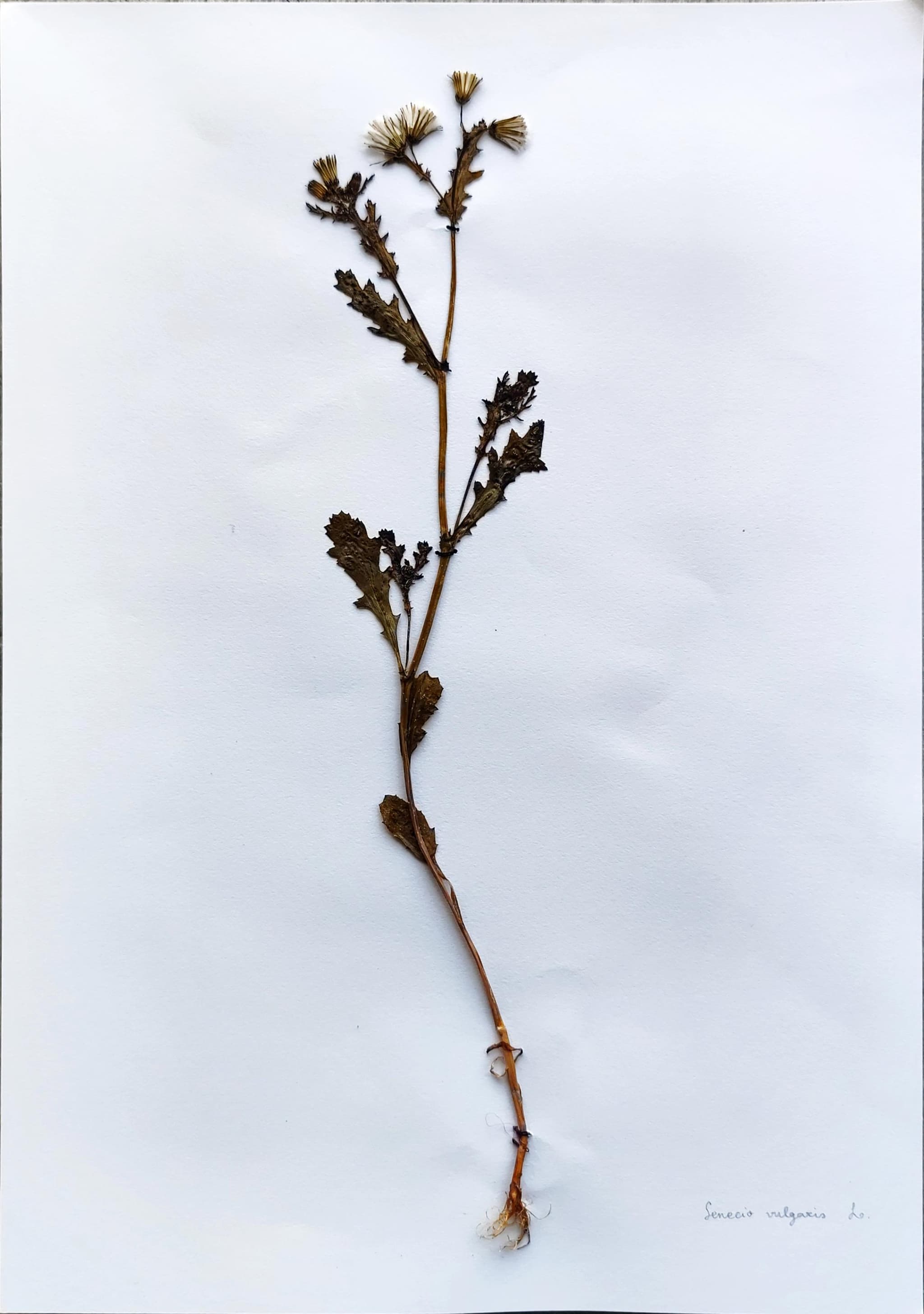 Senecio vulgaris
