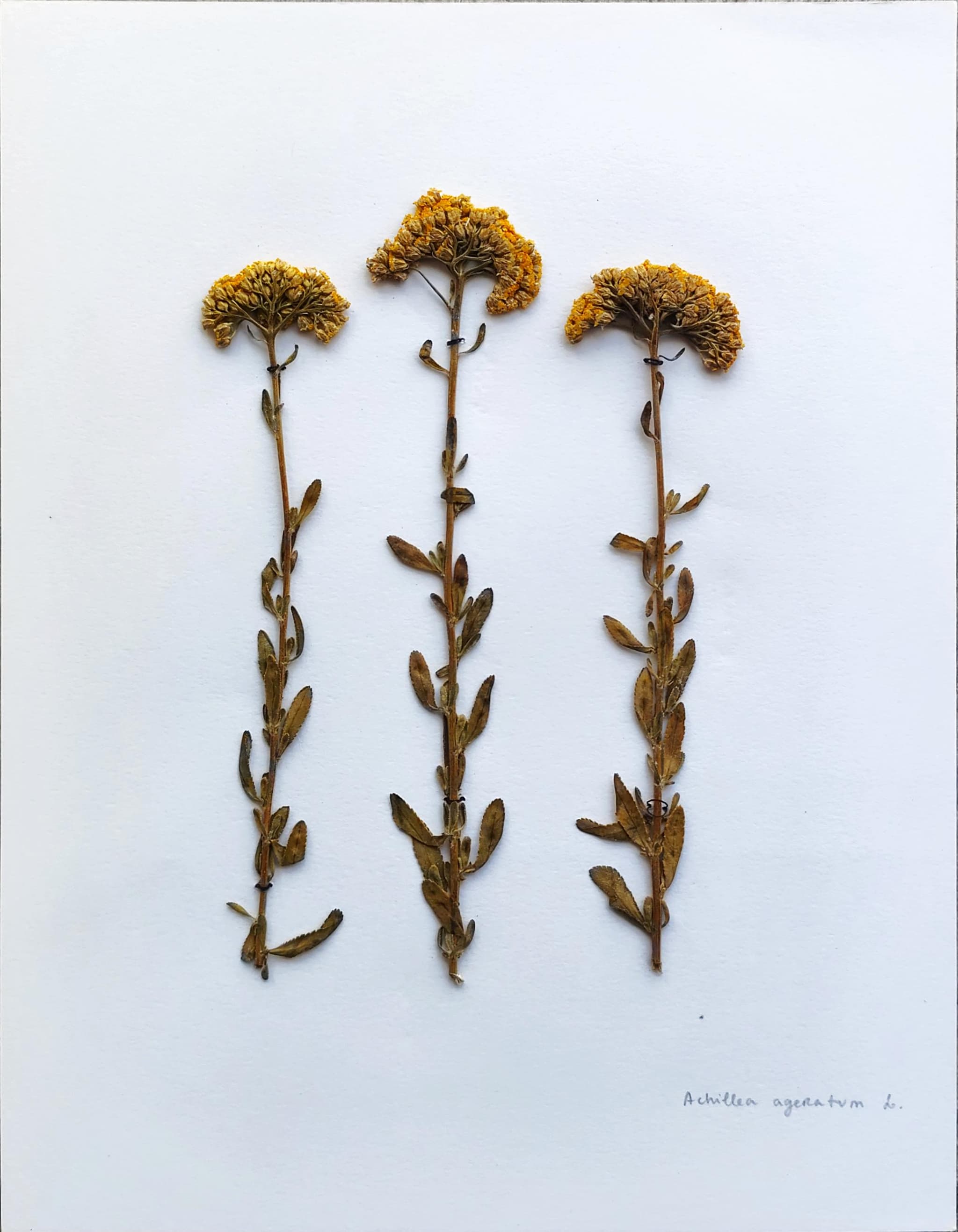 Achillea ageratum
