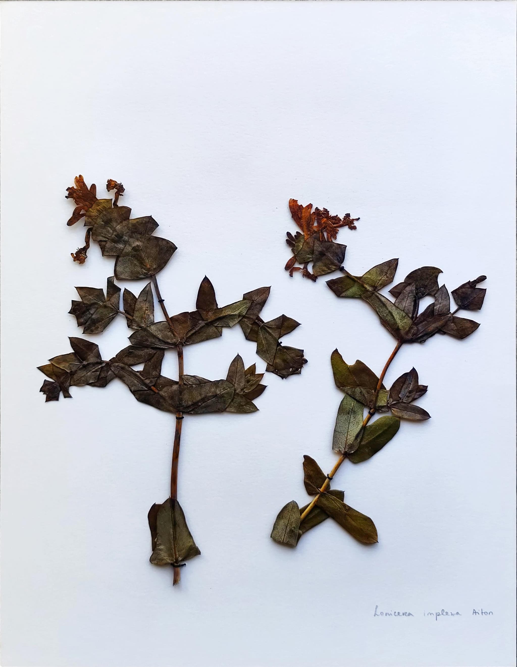 Lonicera implexa