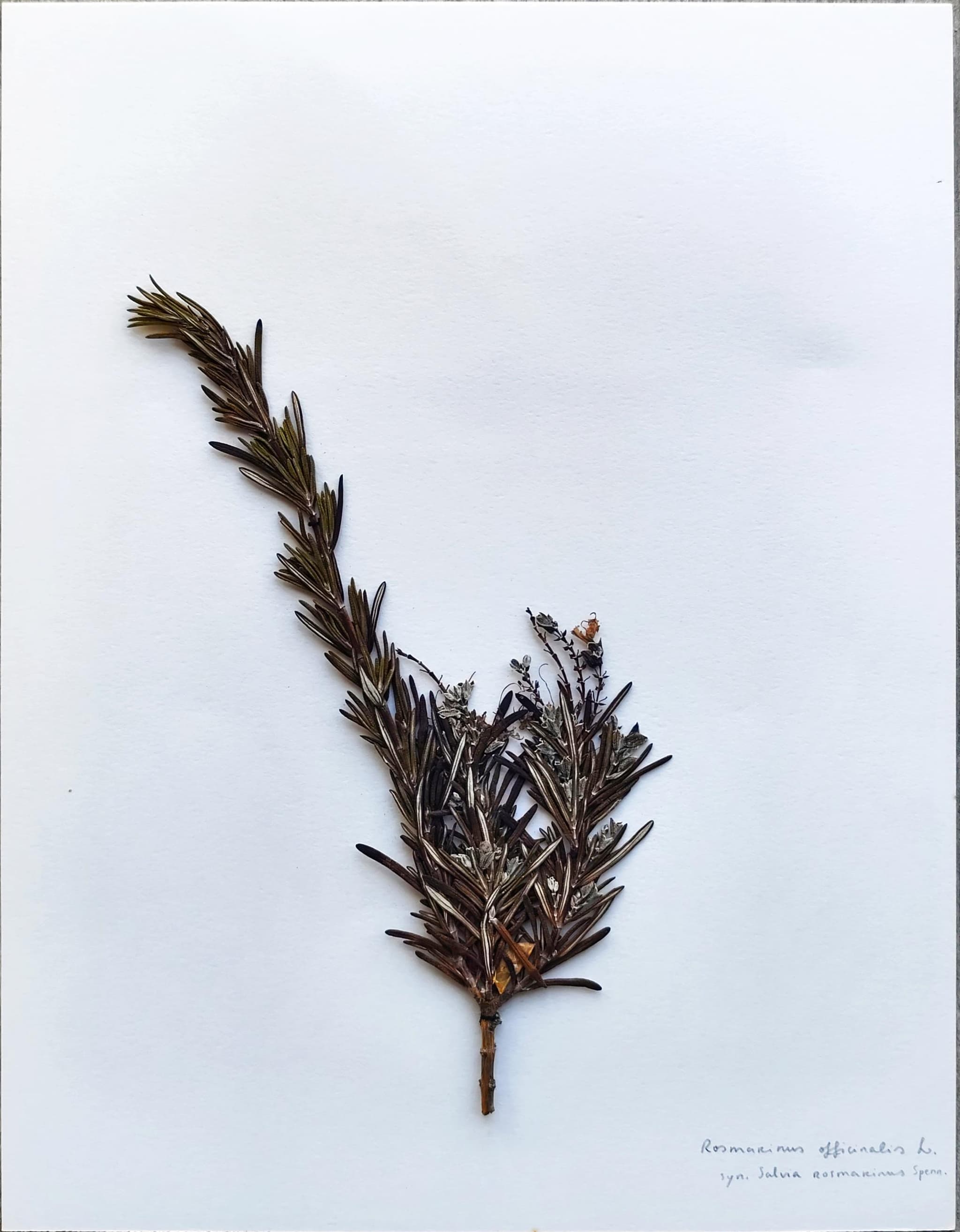 Rosmarinus officinalis